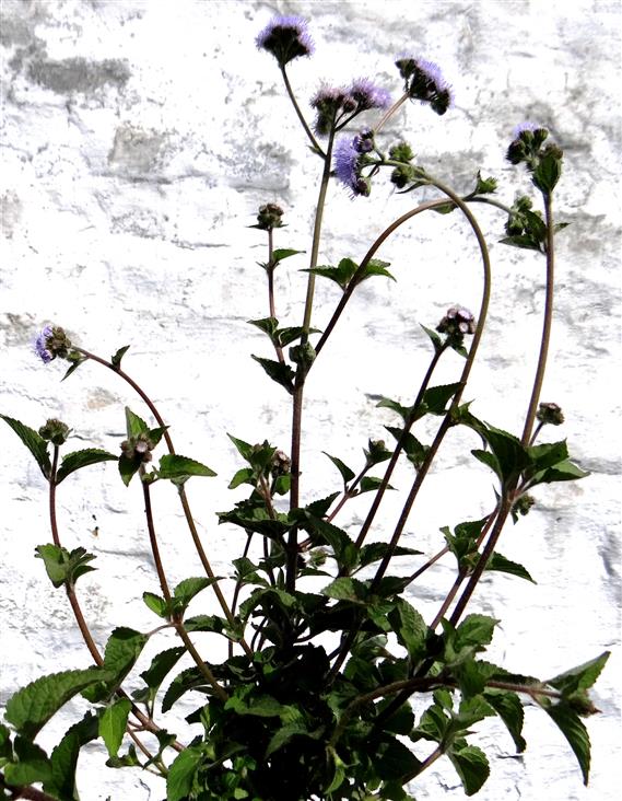 Ageratum conyzoides
